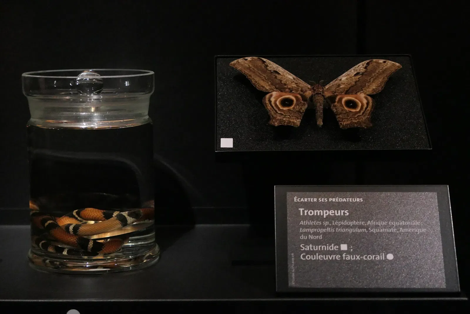 Muséum d'Orléans pour la Biodiversité et l'Environnement