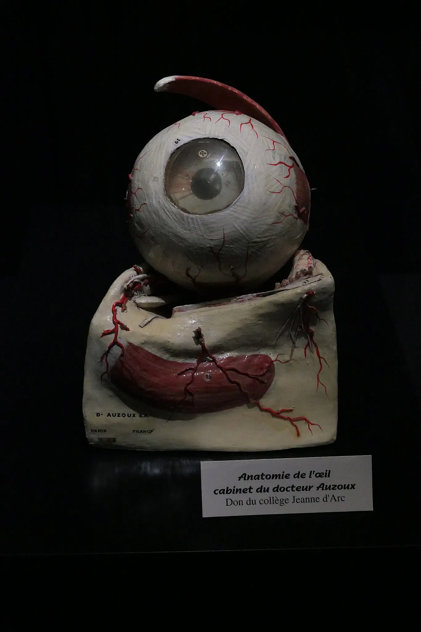 Muséum d'Orléans pour la Biodiversité et l'Environnement