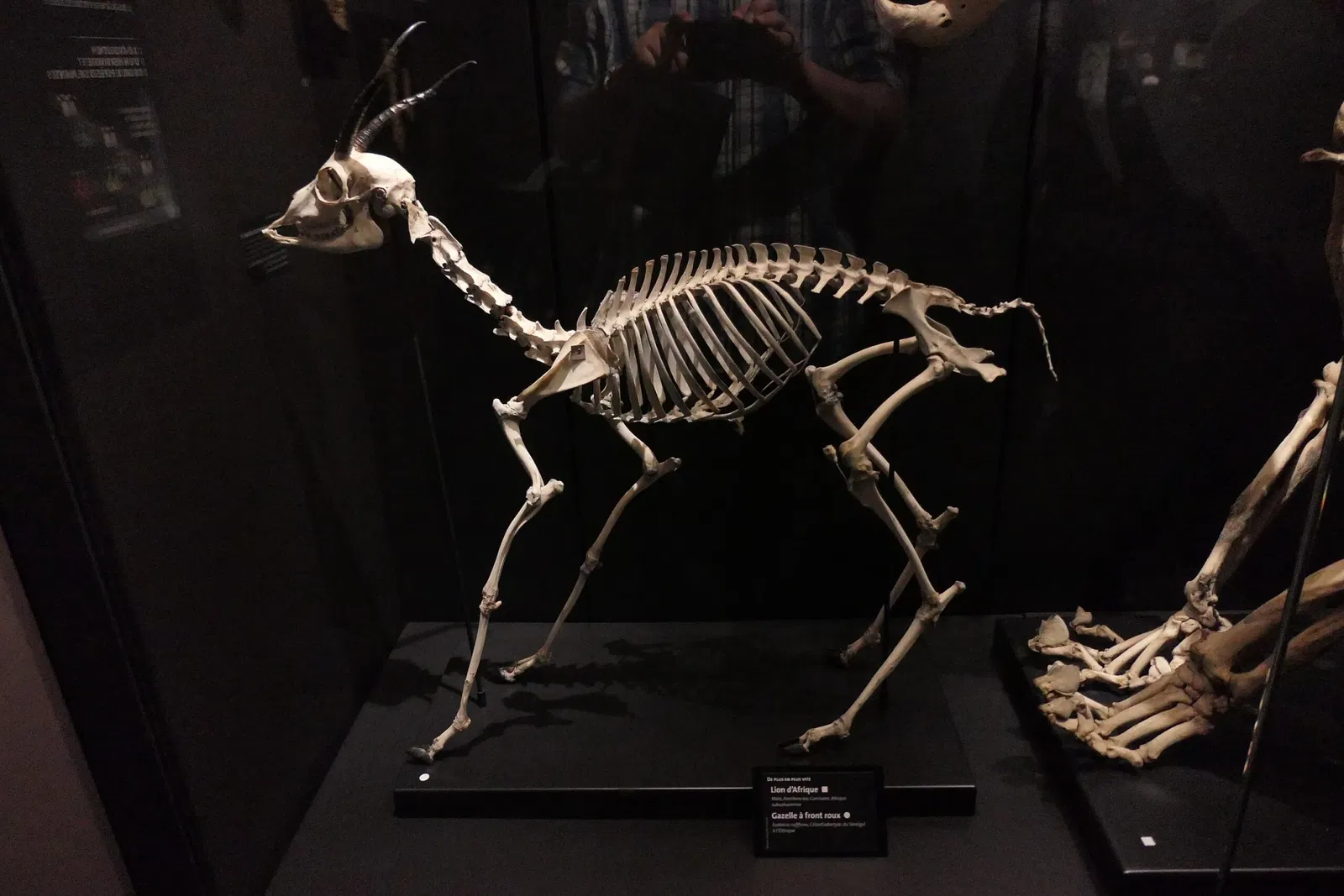 Muséum d'Orléans pour la Biodiversité et l'Environnement