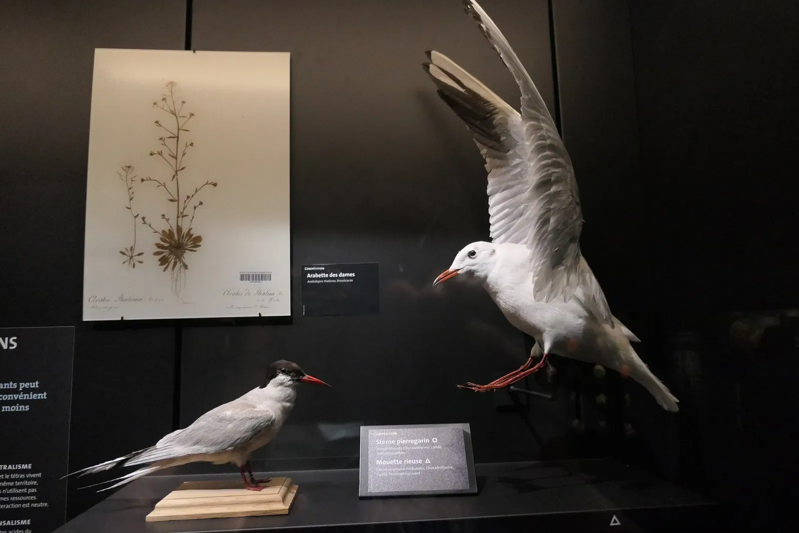 Muséum d'Orléans pour la Biodiversité et l'Environnement