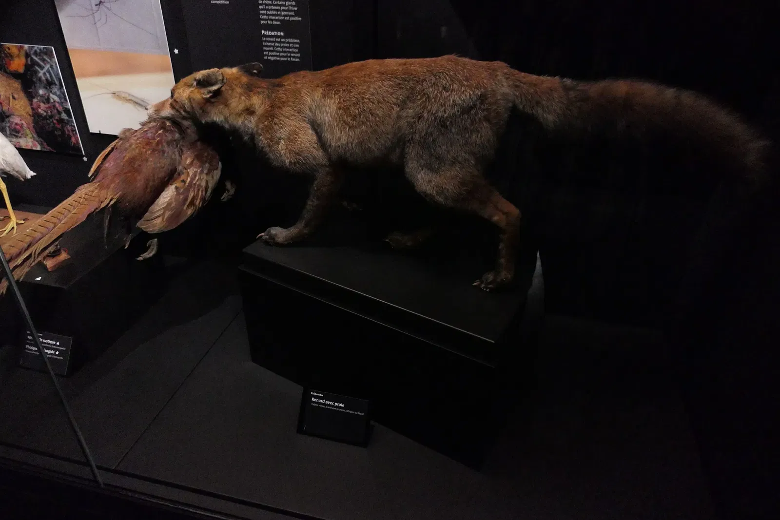 Muséum d'Orléans pour la Biodiversité et l'Environnement