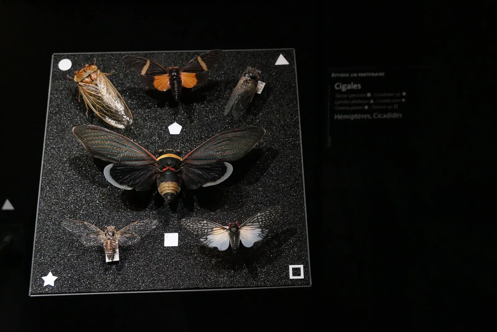 Muséum d'Orléans pour la Biodiversité et l'Environnement