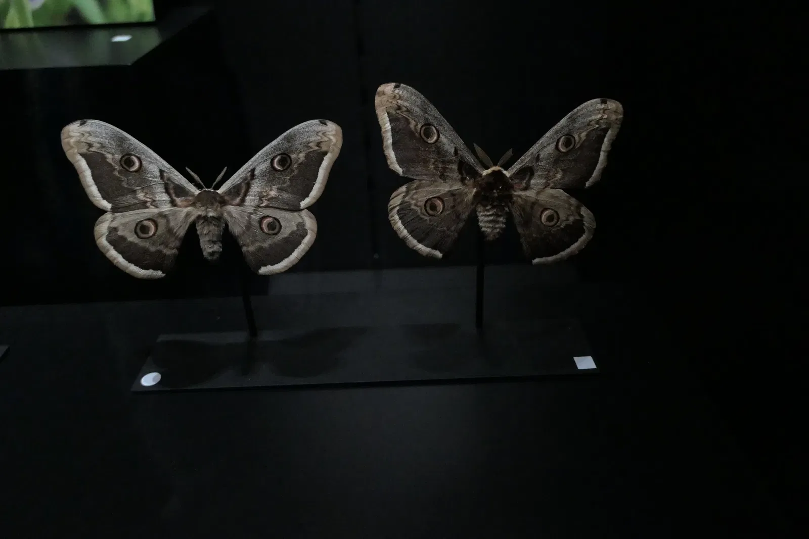 Muséum d'Orléans pour la Biodiversité et l'Environnement