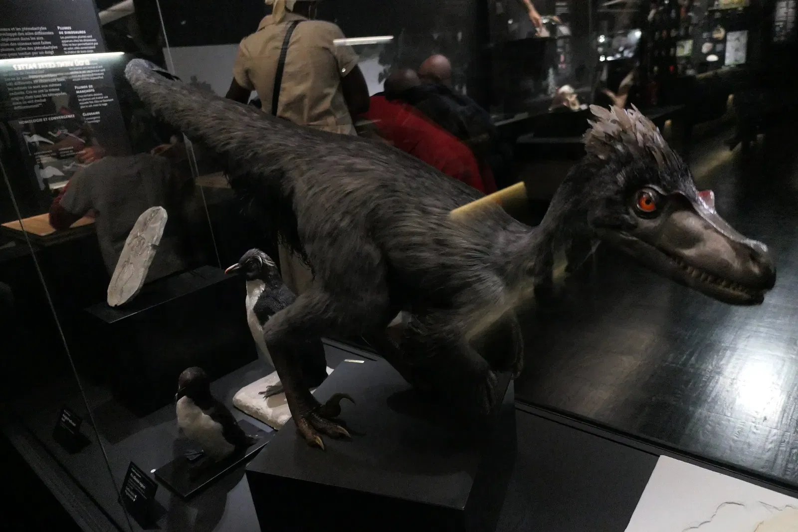 Muséum d'Orléans pour la Biodiversité et l'Environnement