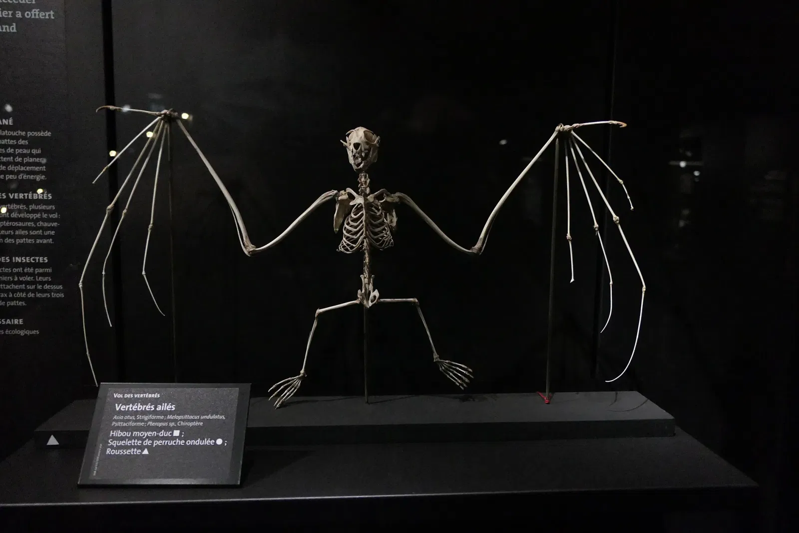 Muséum d'Orléans pour la Biodiversité et l'Environnement