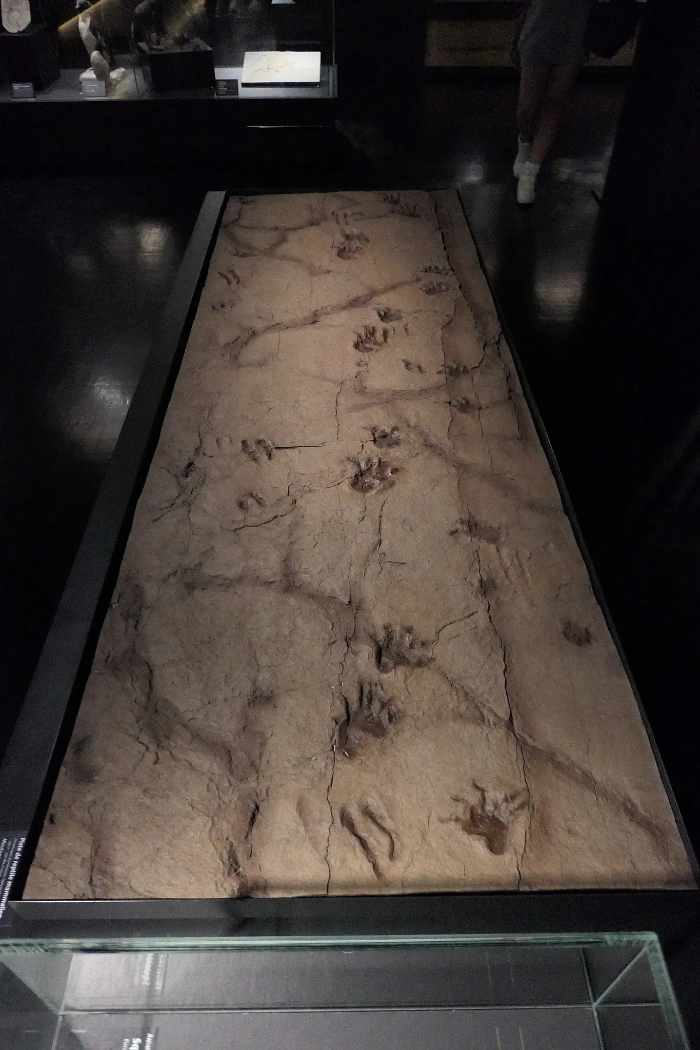 Muséum d'Orléans pour la Biodiversité et l'Environnement