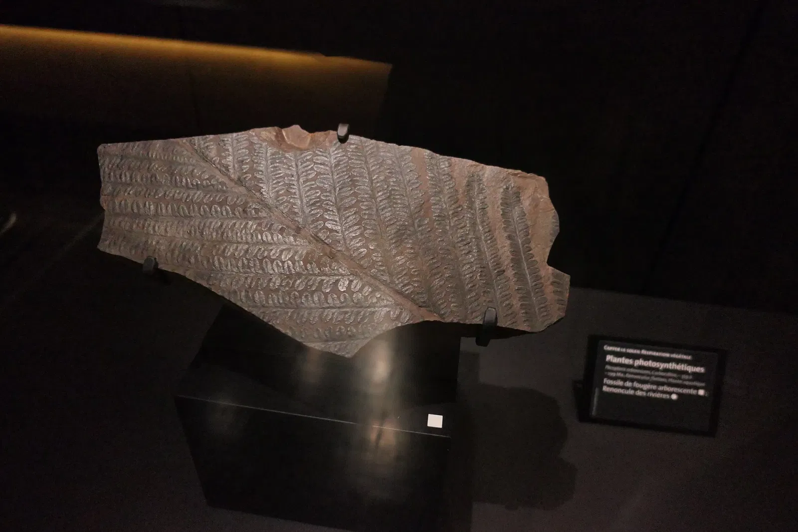 Muséum d'Orléans pour la Biodiversité et l'Environnement