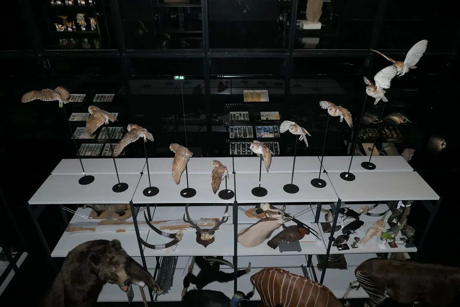 Muséum d'Orléans pour la Biodiversité et l'Environnement