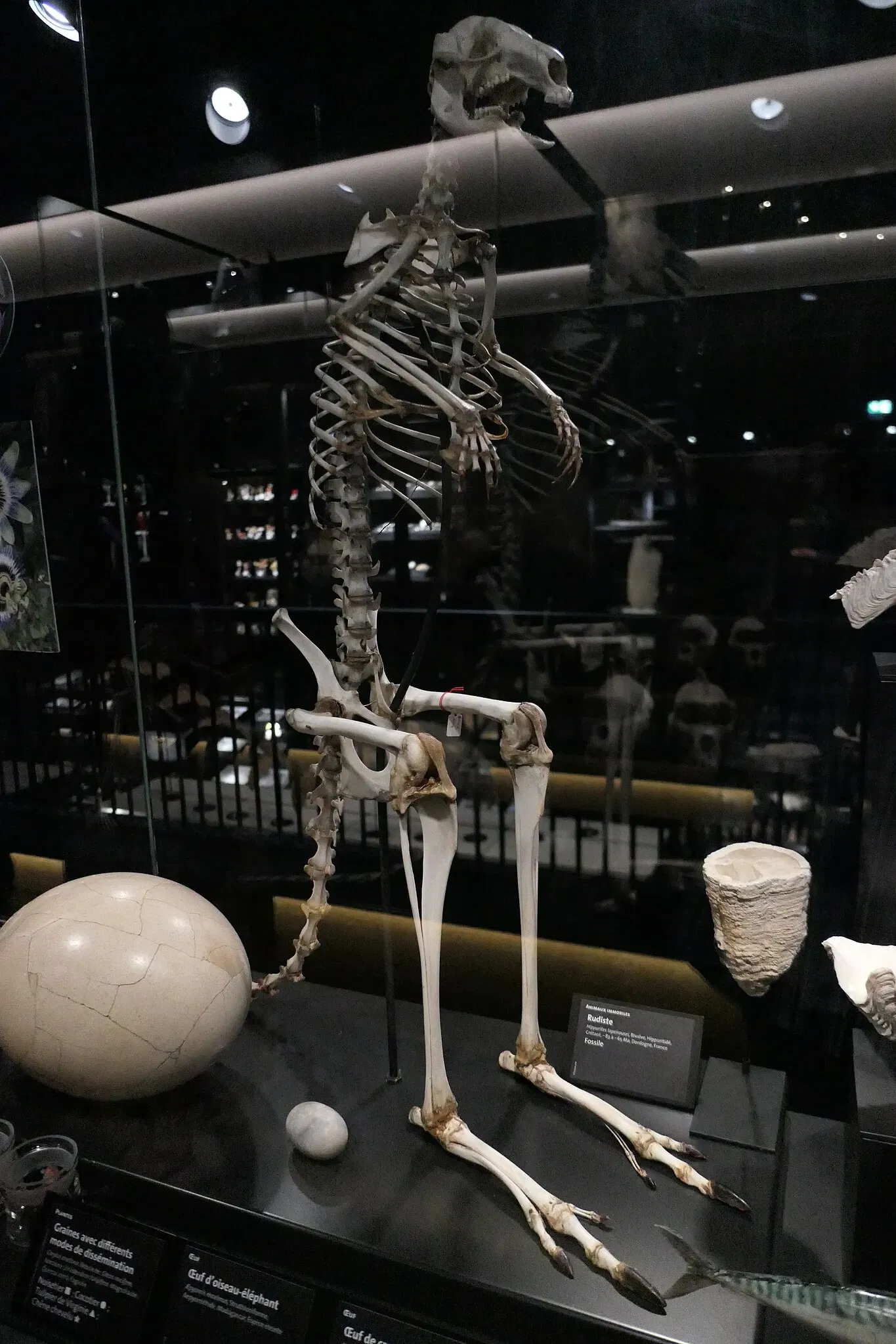 Muséum d'Orléans pour la Biodiversité et l'Environnement