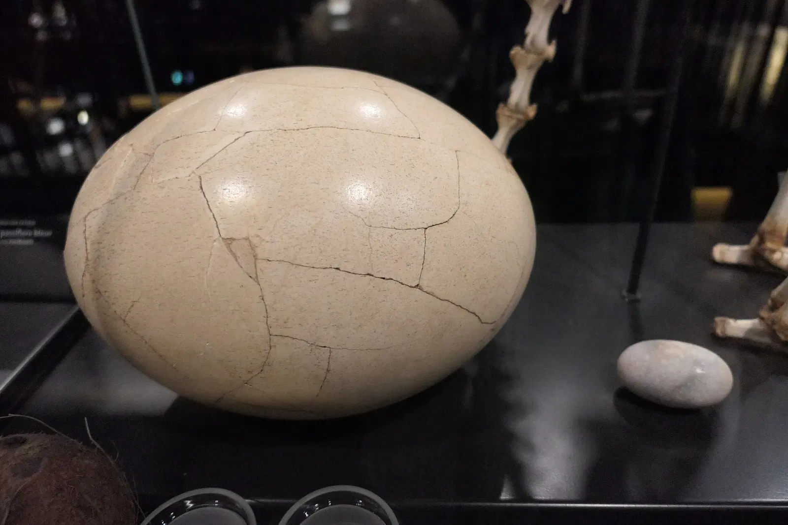 Muséum d'Orléans pour la Biodiversité et l'Environnement