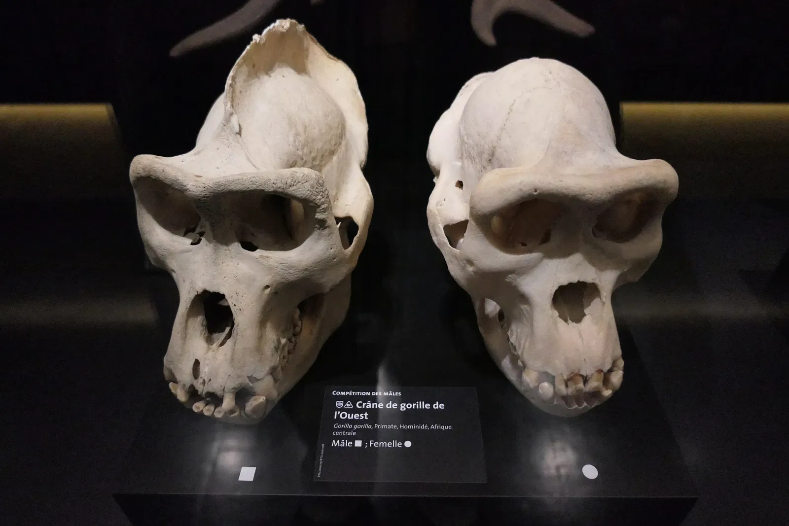 Muséum d'Orléans pour la Biodiversité et l'Environnement