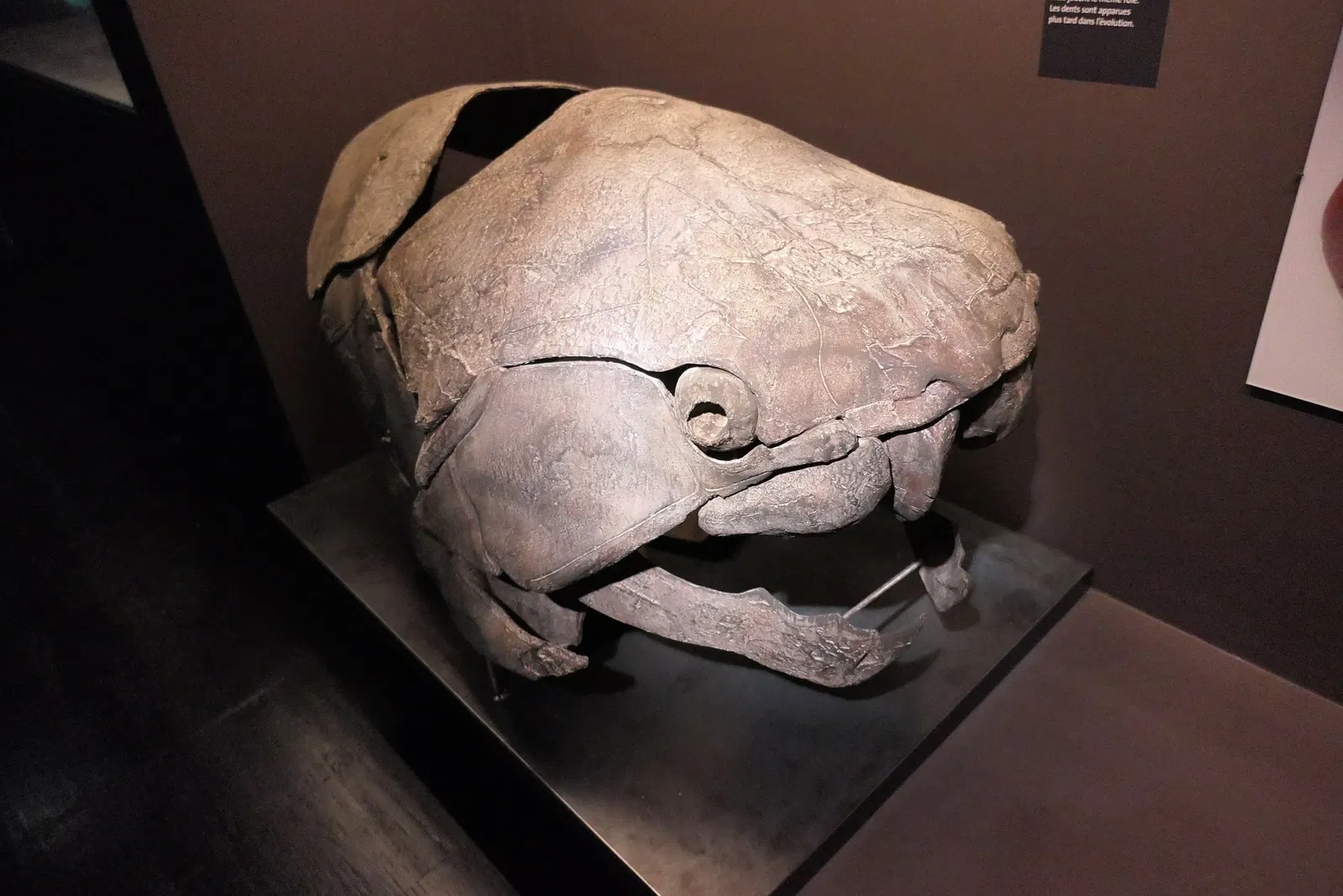 Muséum d'Orléans pour la Biodiversité et l'Environnement