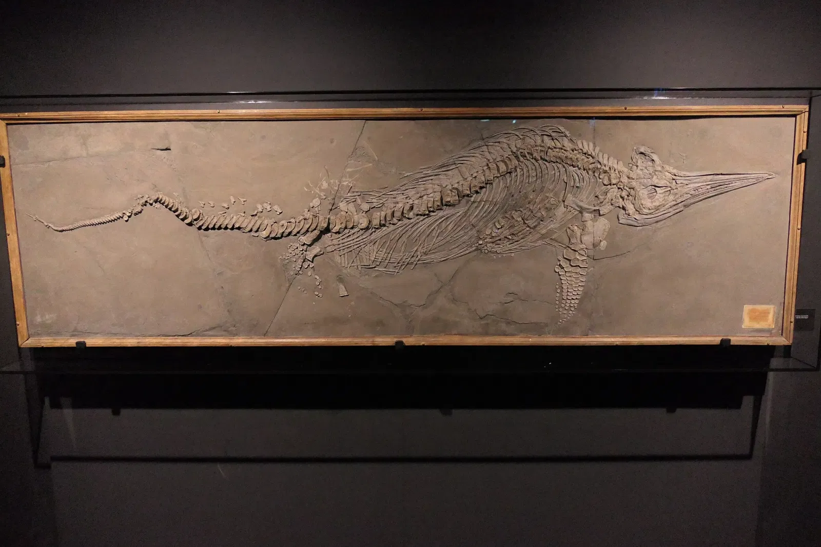 Muséum d'Orléans pour la Biodiversité et l'Environnement