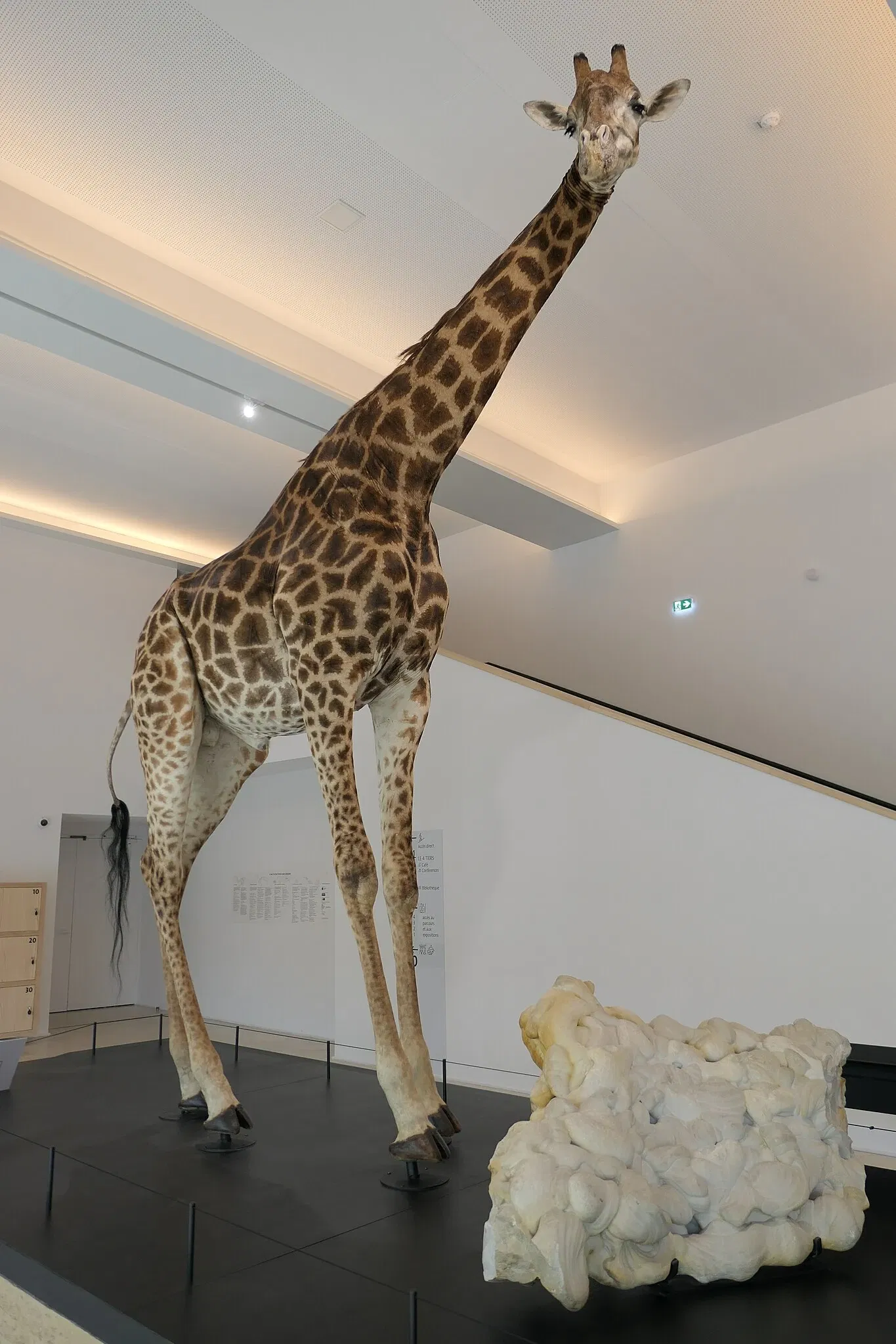 Muséum d'Orléans pour la Biodiversité et l'Environnement