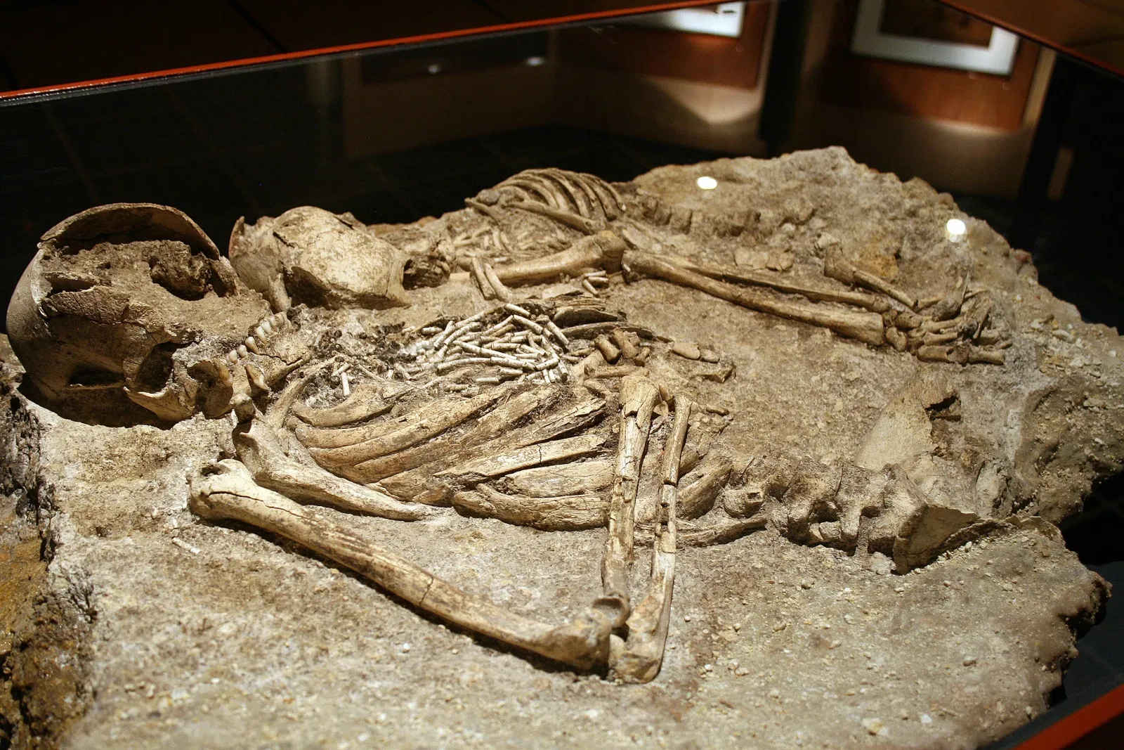 Muséum d'Orléans pour la Biodiversité et l'Environnement