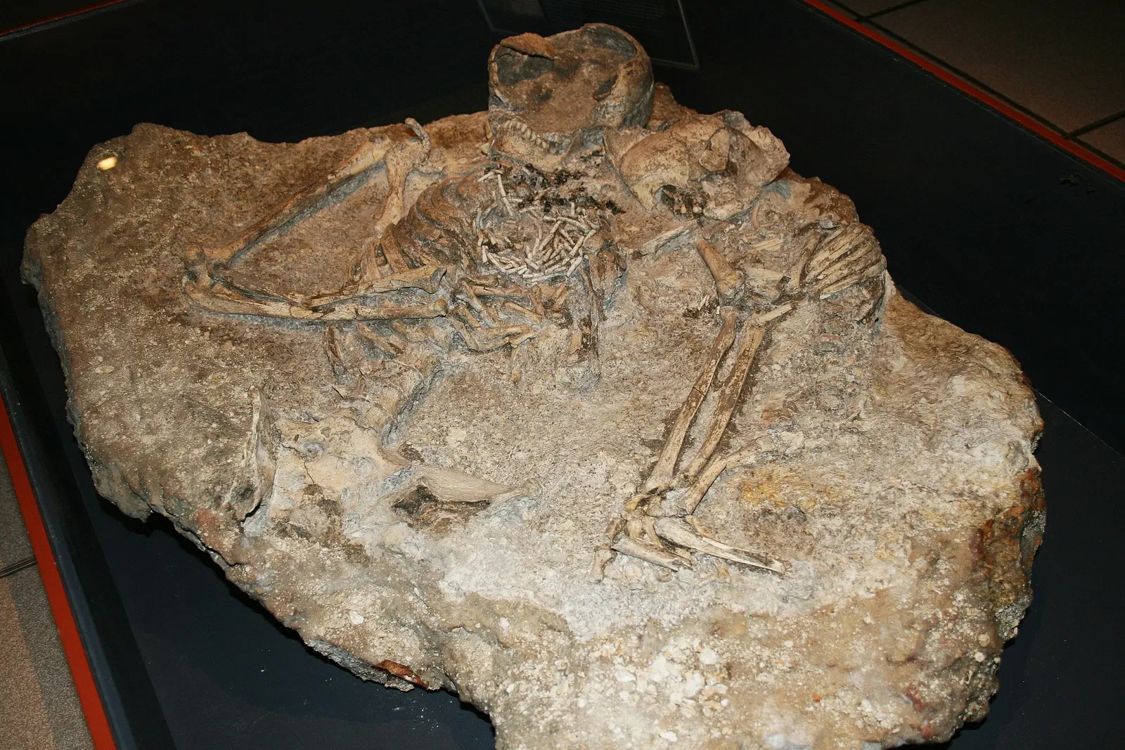 Muséum d'Orléans pour la Biodiversité et l'Environnement