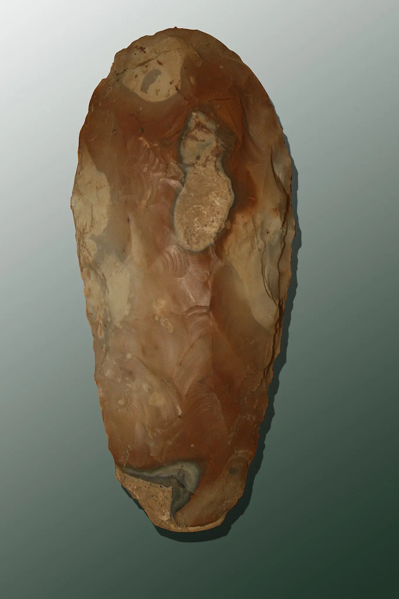 Muséum d'Orléans pour la Biodiversité et l'Environnement