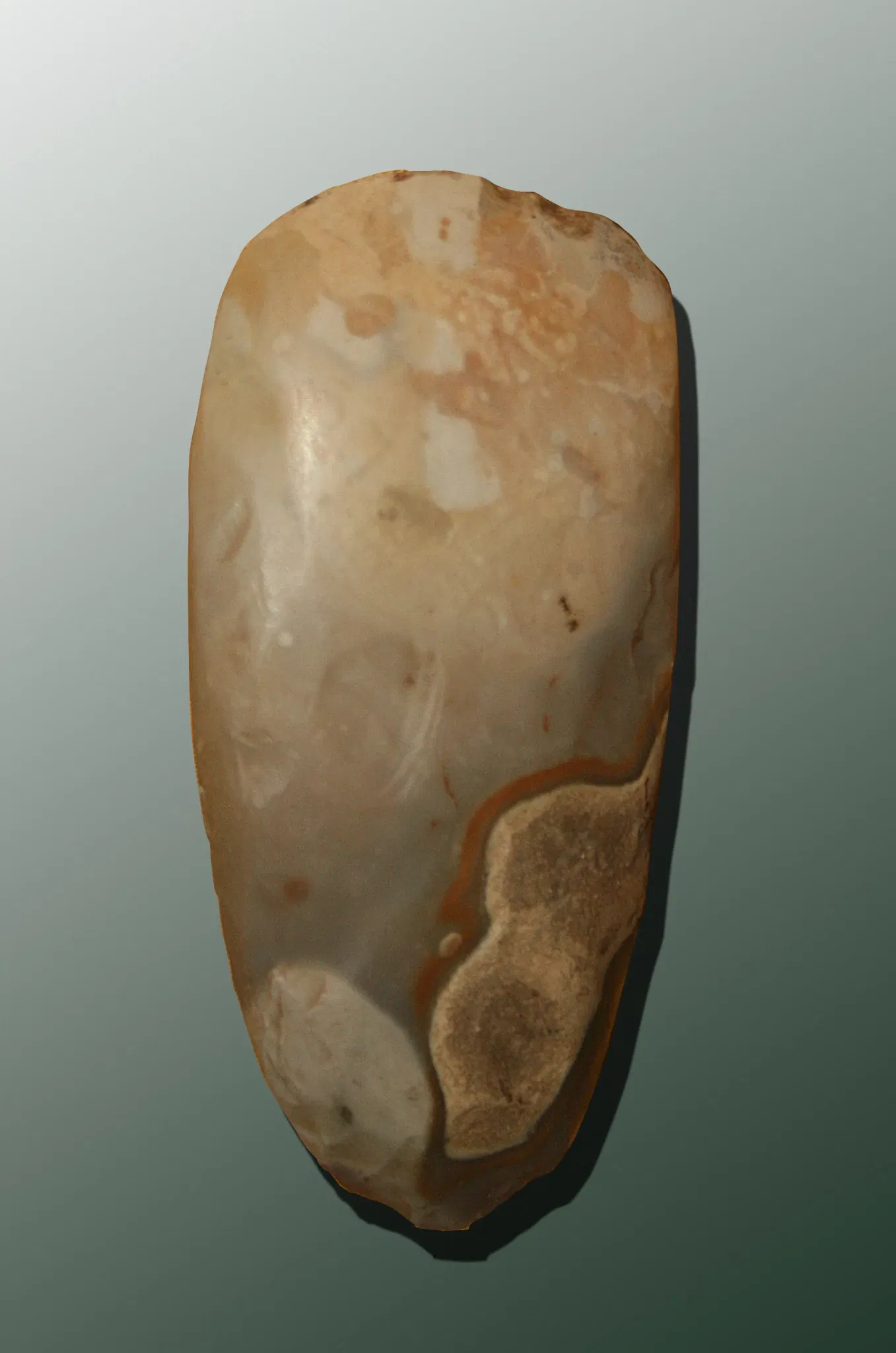 Muséum d'Orléans pour la Biodiversité et l'Environnement