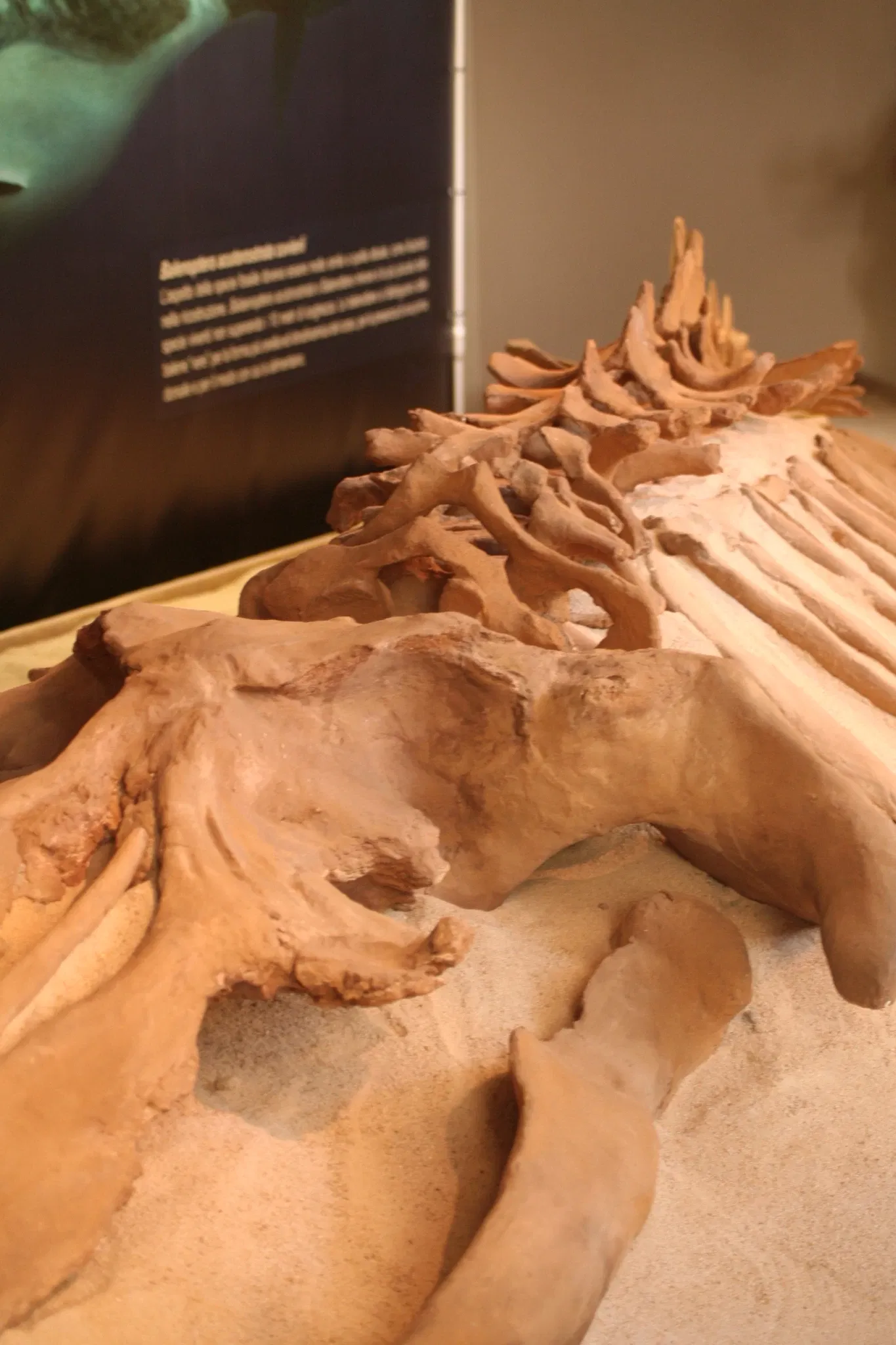 Museo Paleontologico Territoriale dell'Astigiano