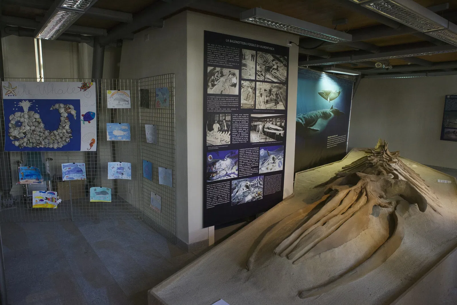 Museo Paleontologico Territoriale dell'Astigiano