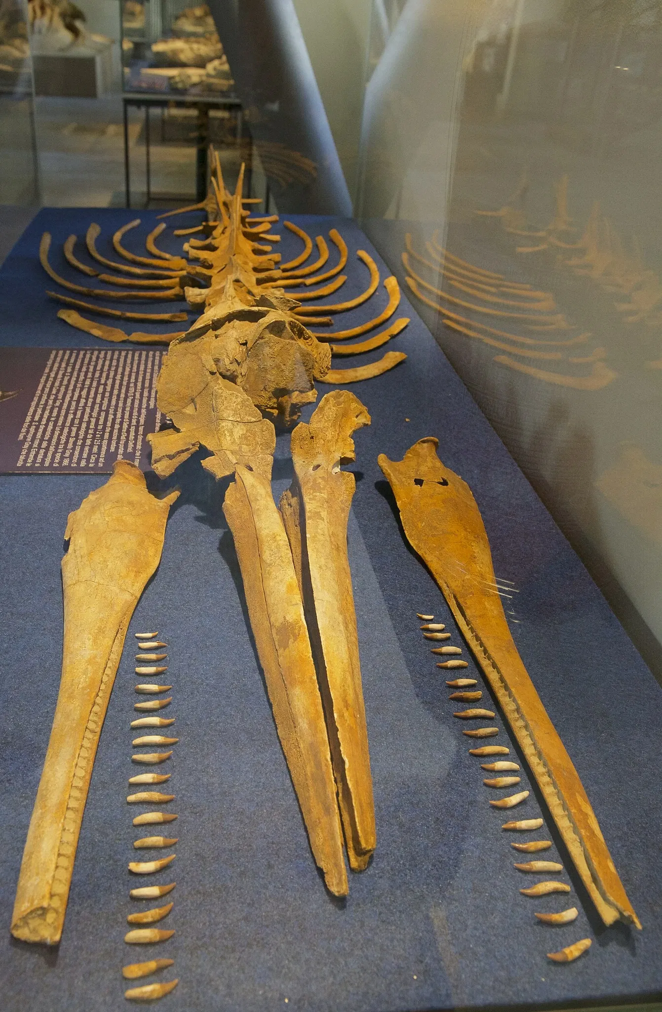 Museo Paleontologico Territoriale dell'Astigiano