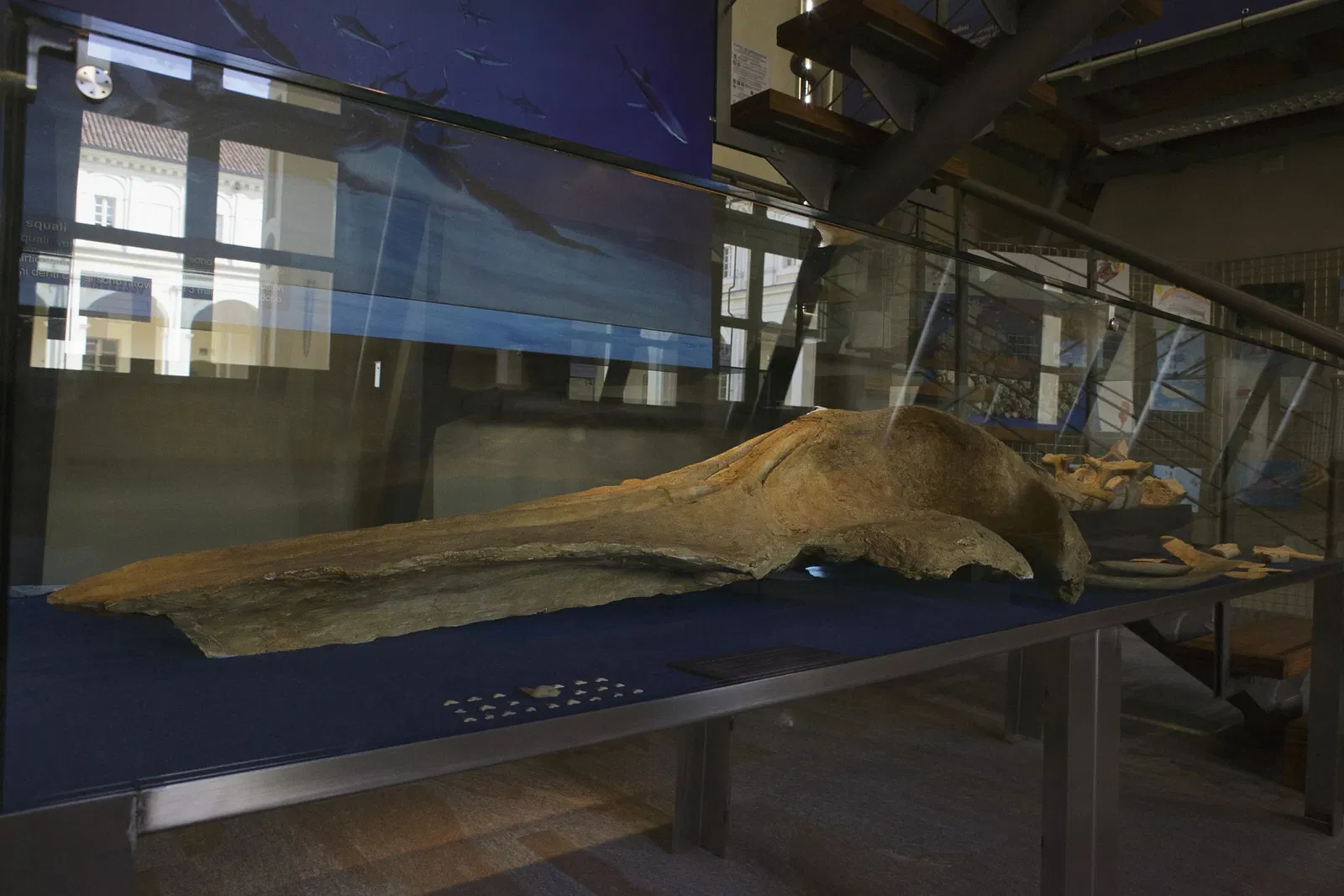 Museo Paleontologico Territoriale dell'Astigiano