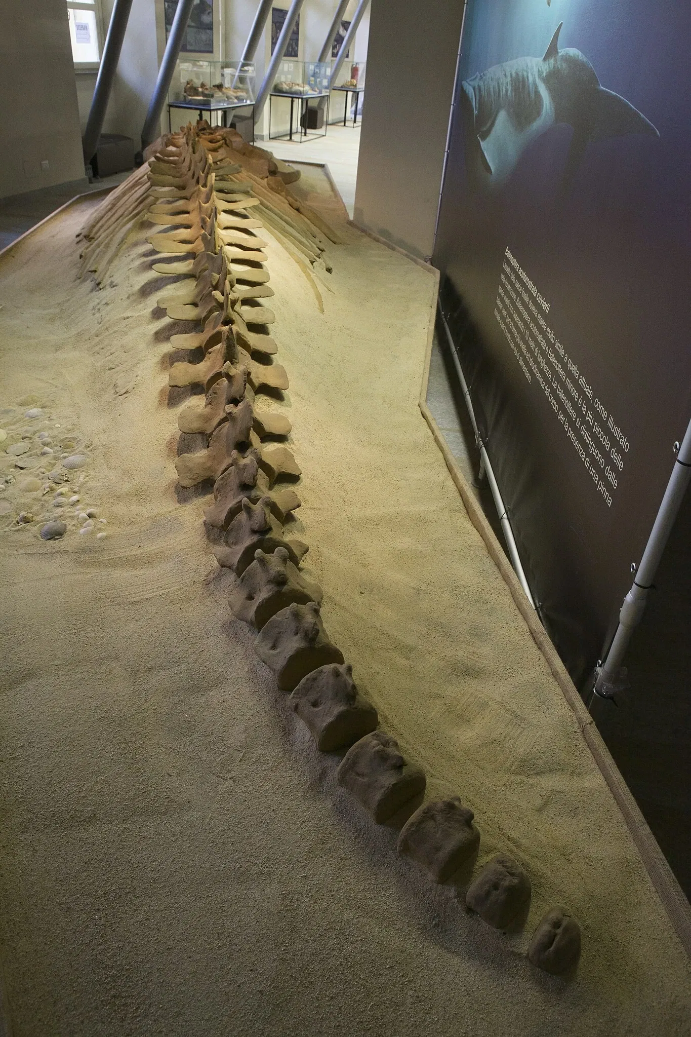 Museo Paleontologico Territoriale dell'Astigiano