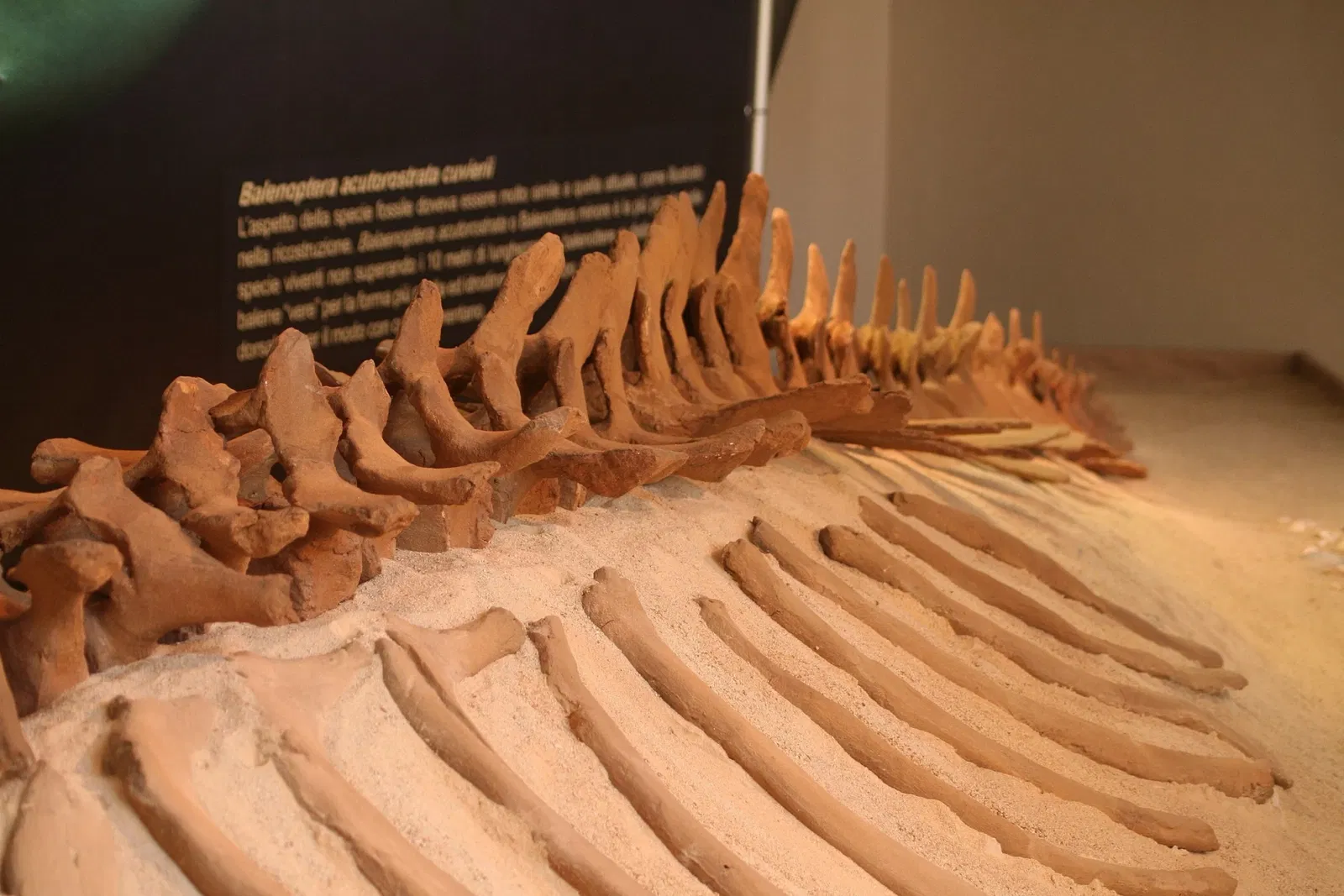 Museo Paleontologico Territoriale dell'Astigiano