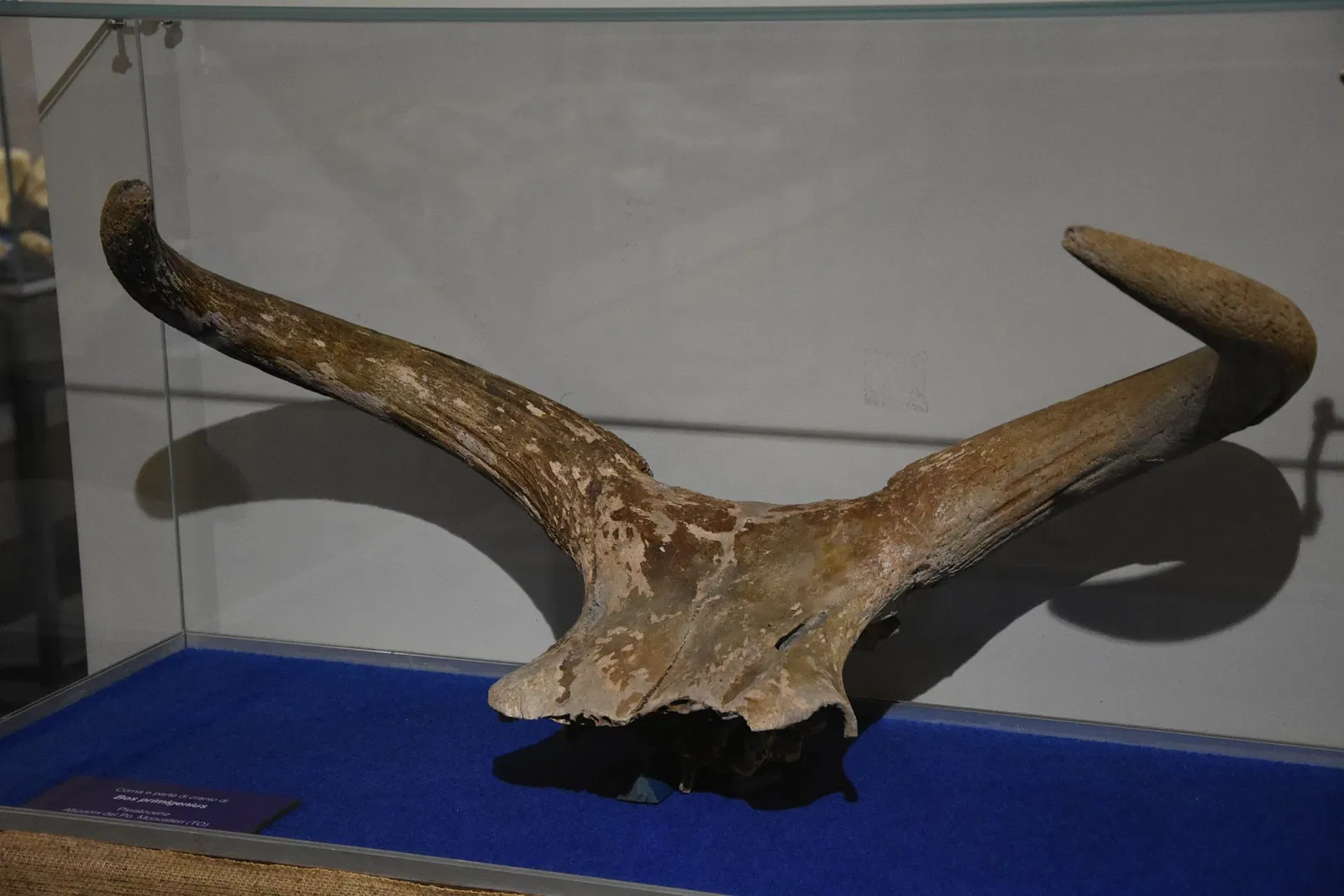 Museo Paleontologico Territoriale dell'Astigiano