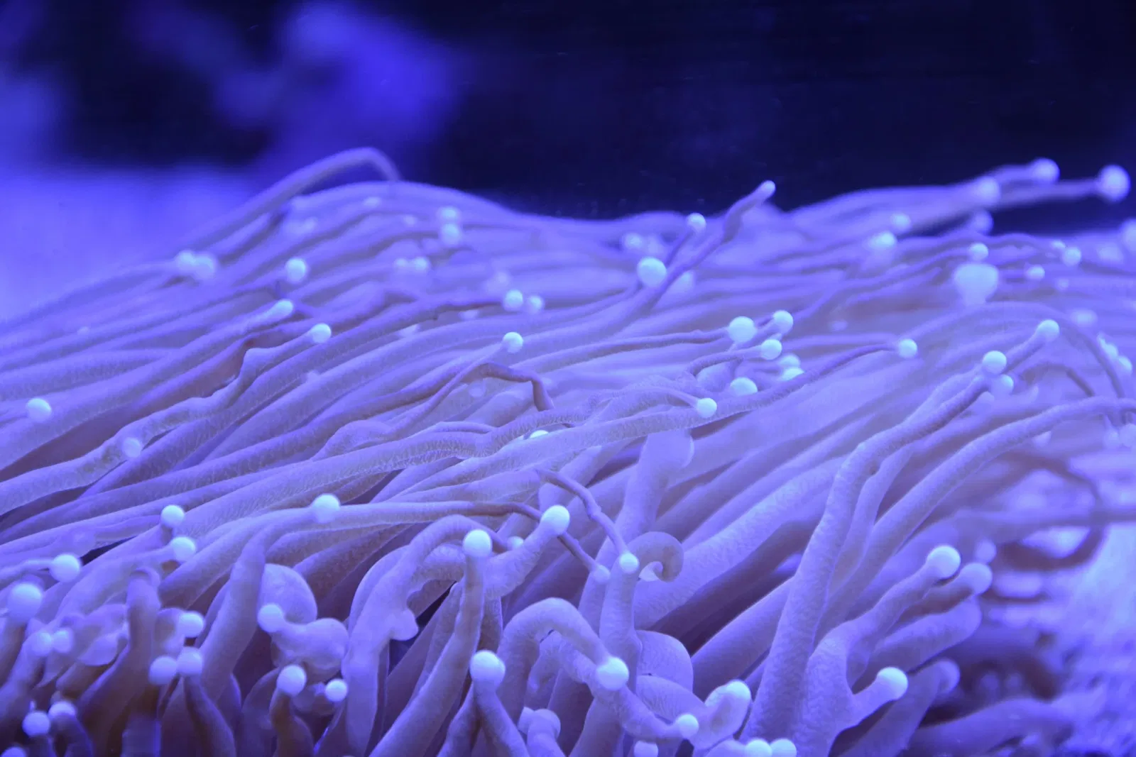 Museo Paleontologico Territoriale dell'Astigiano