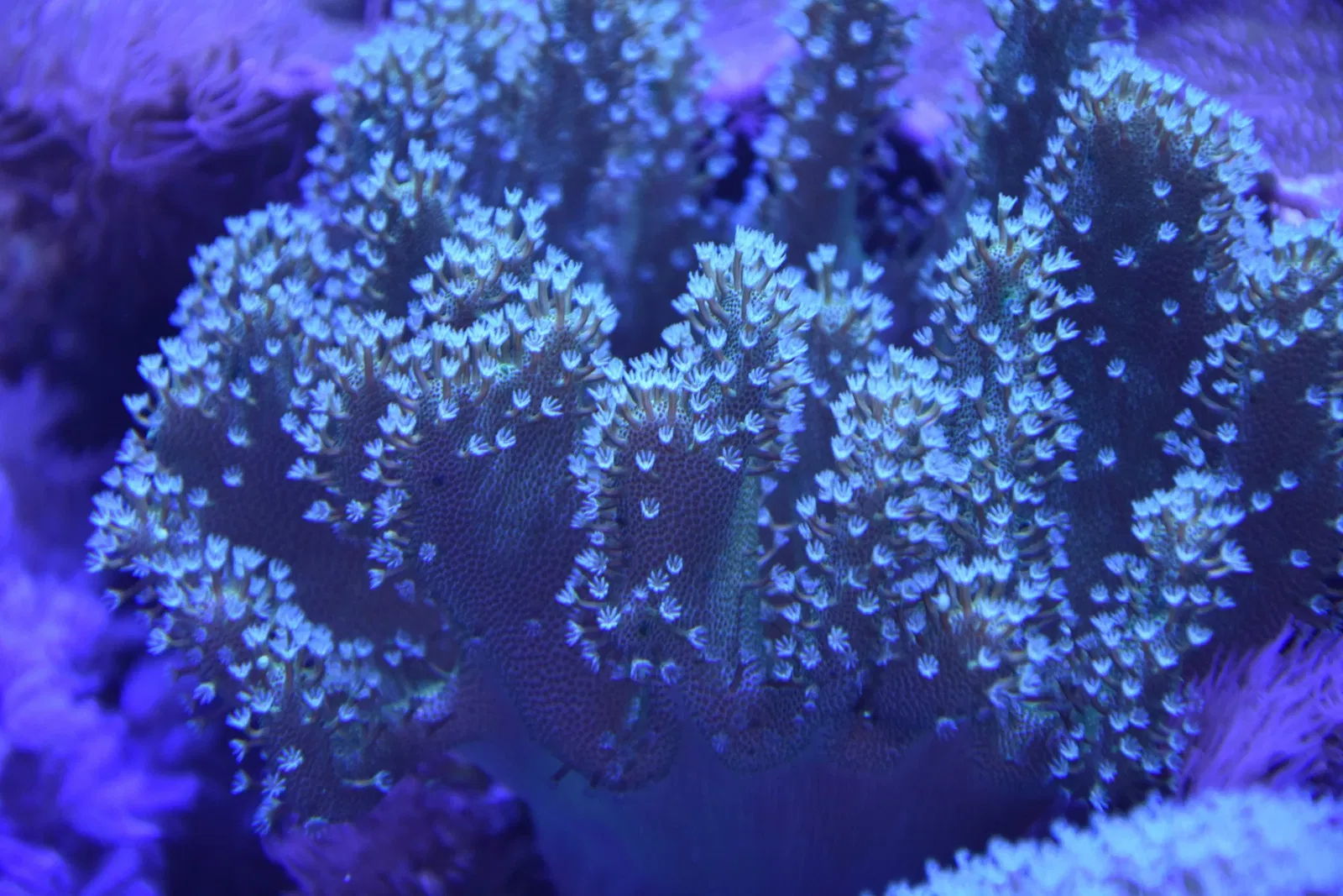 Museo Paleontologico Territoriale dell'Astigiano