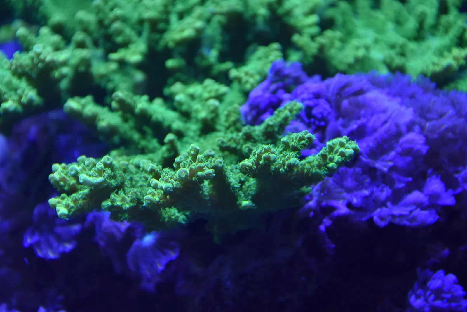 Museo Paleontologico Territoriale dell'Astigiano