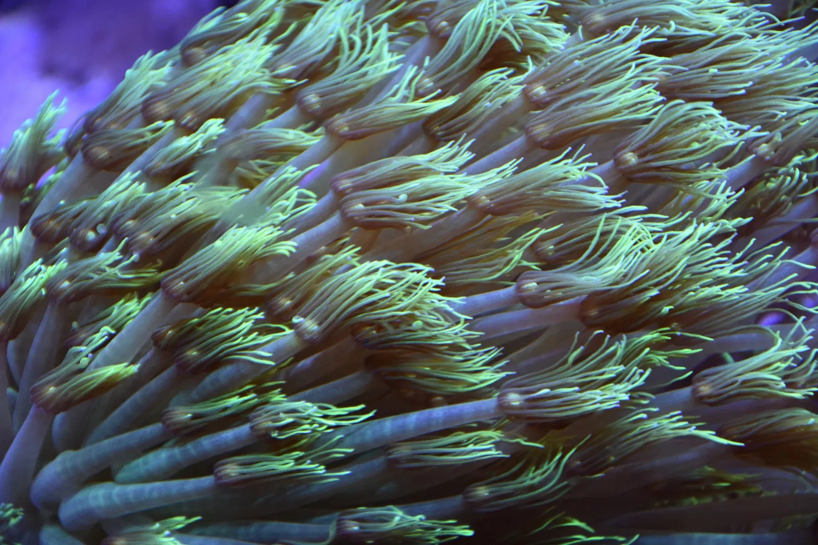 Museo Paleontologico Territoriale dell'Astigiano