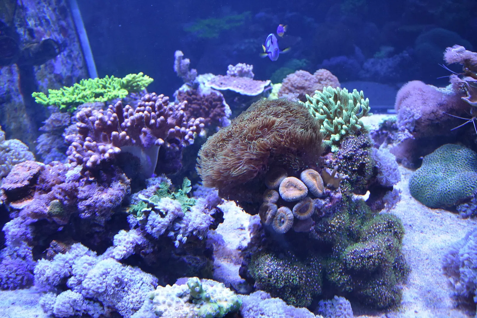 Museo Paleontologico Territoriale dell'Astigiano