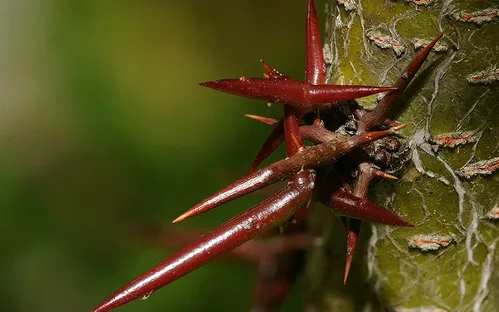 Orto Botanico dell'Università di Modena e Reggio Emilia