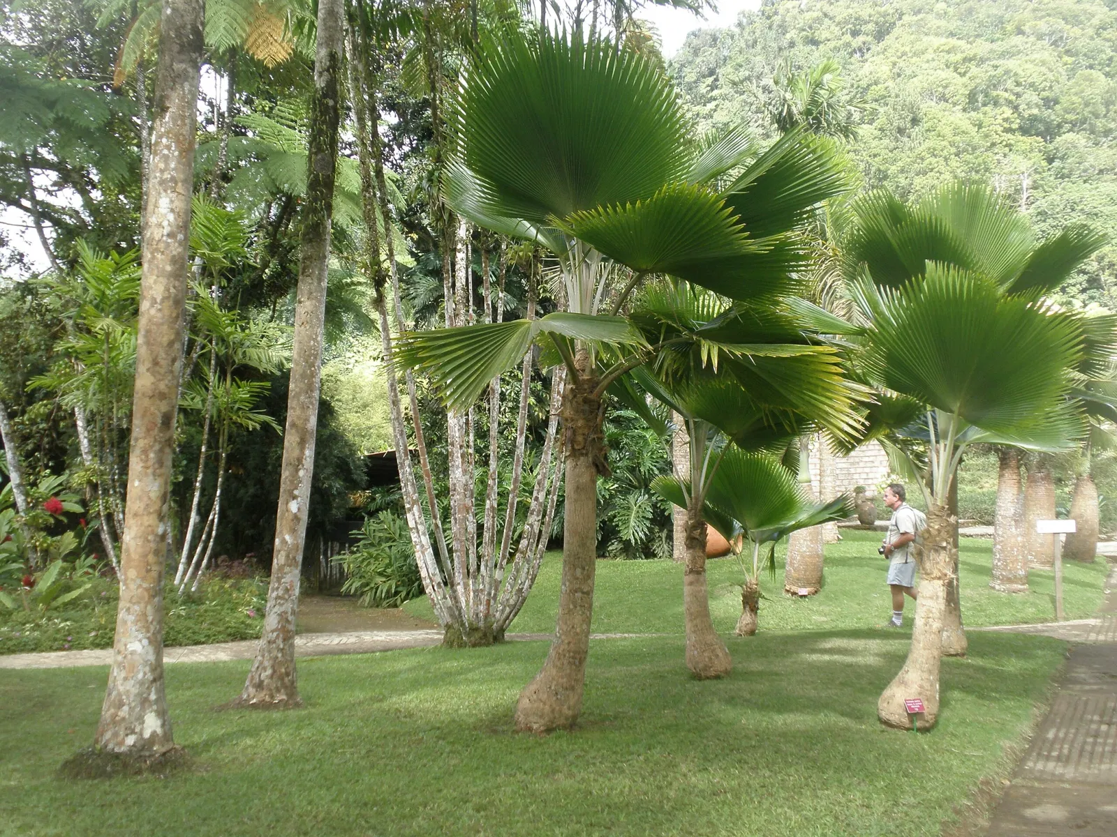 Jardín de Balata
