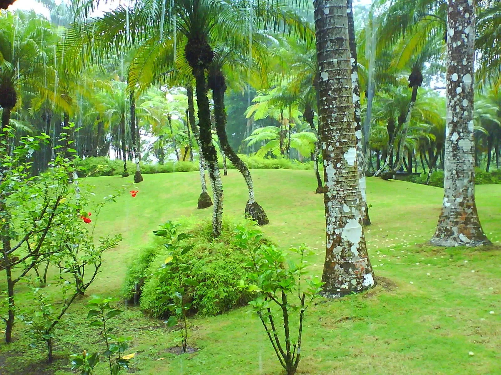 Balata Garden