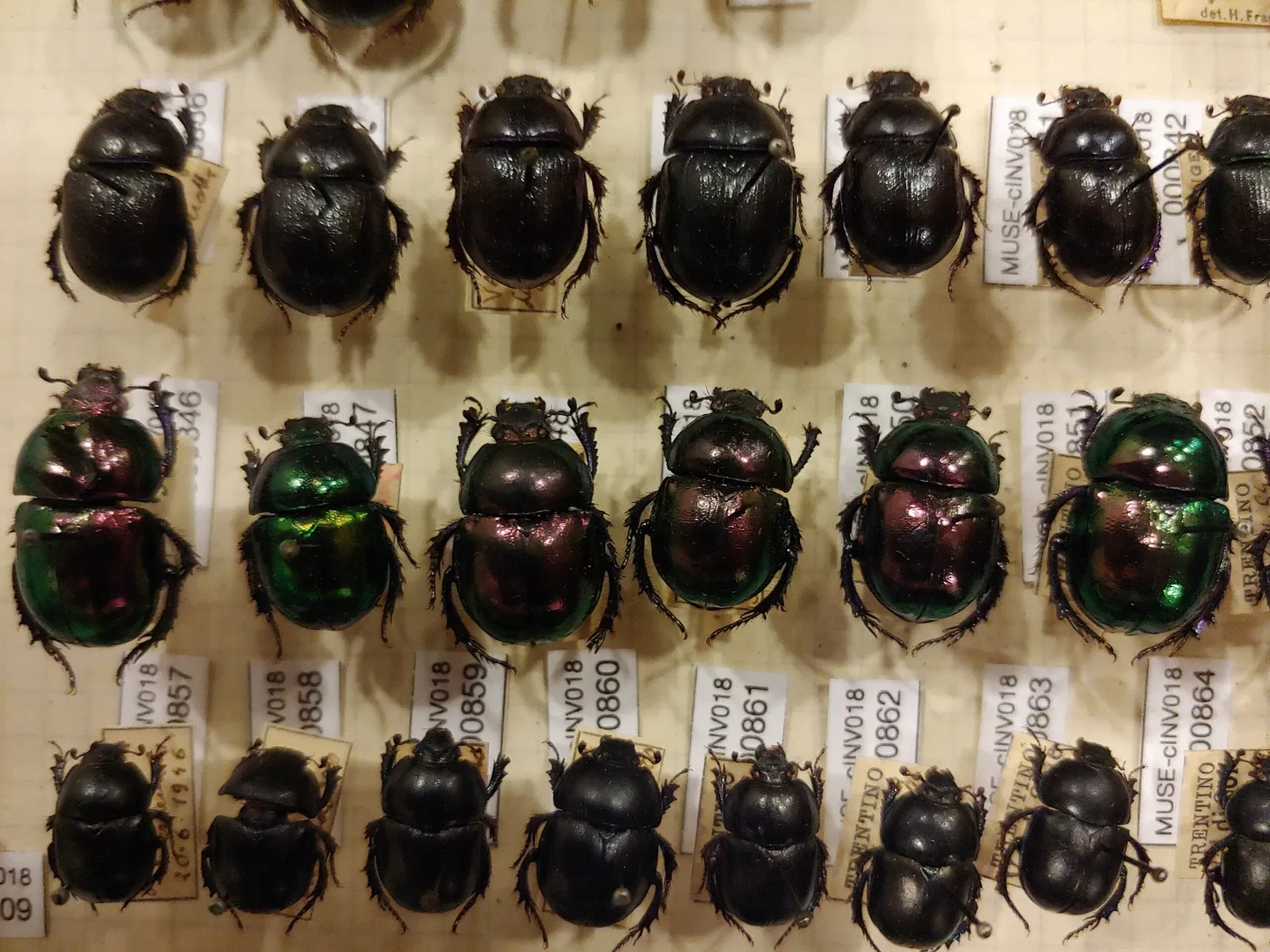 MUSE - Museo delle Scienze di Trento