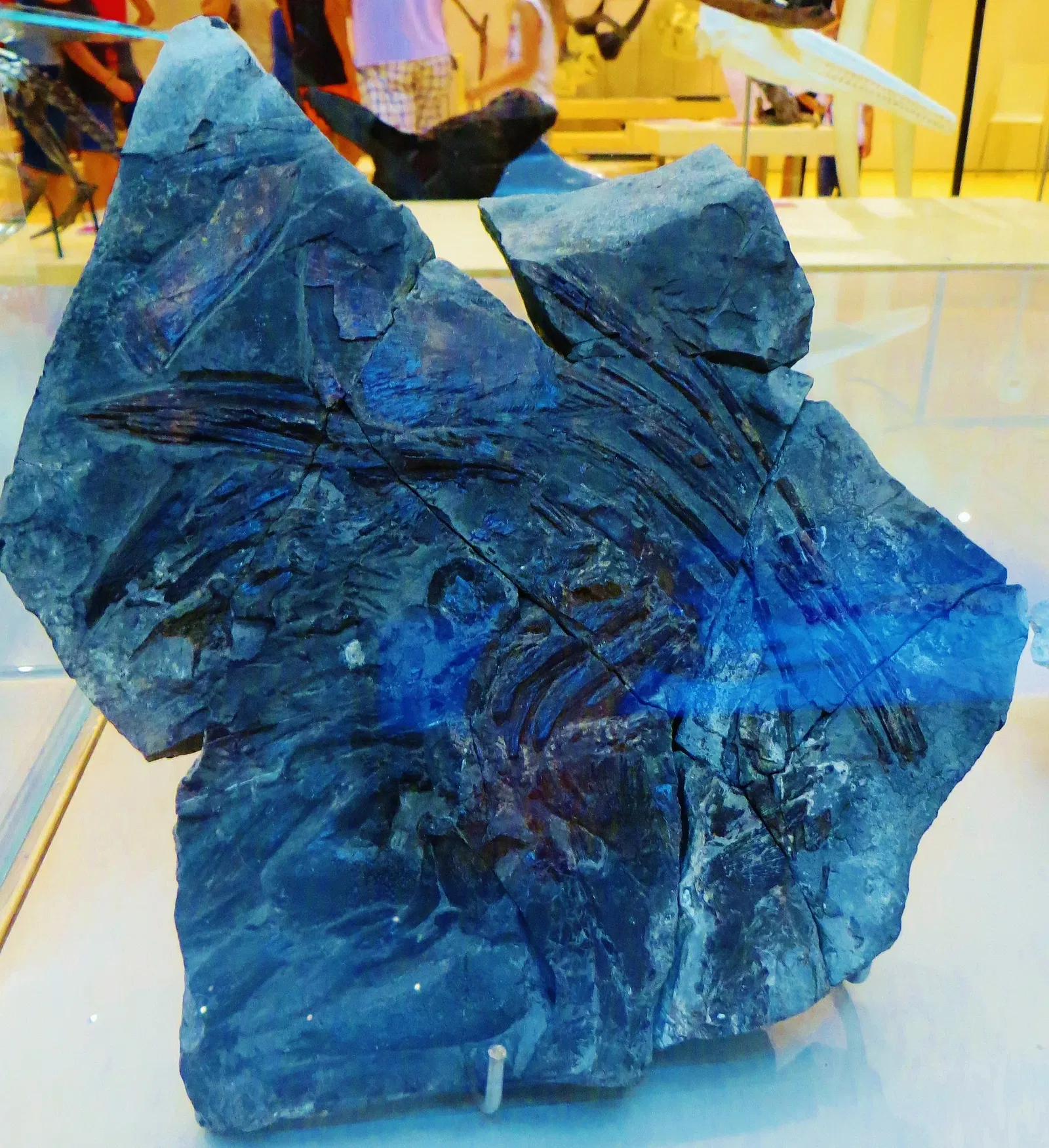 MUSE - Museo delle Scienze di Trento