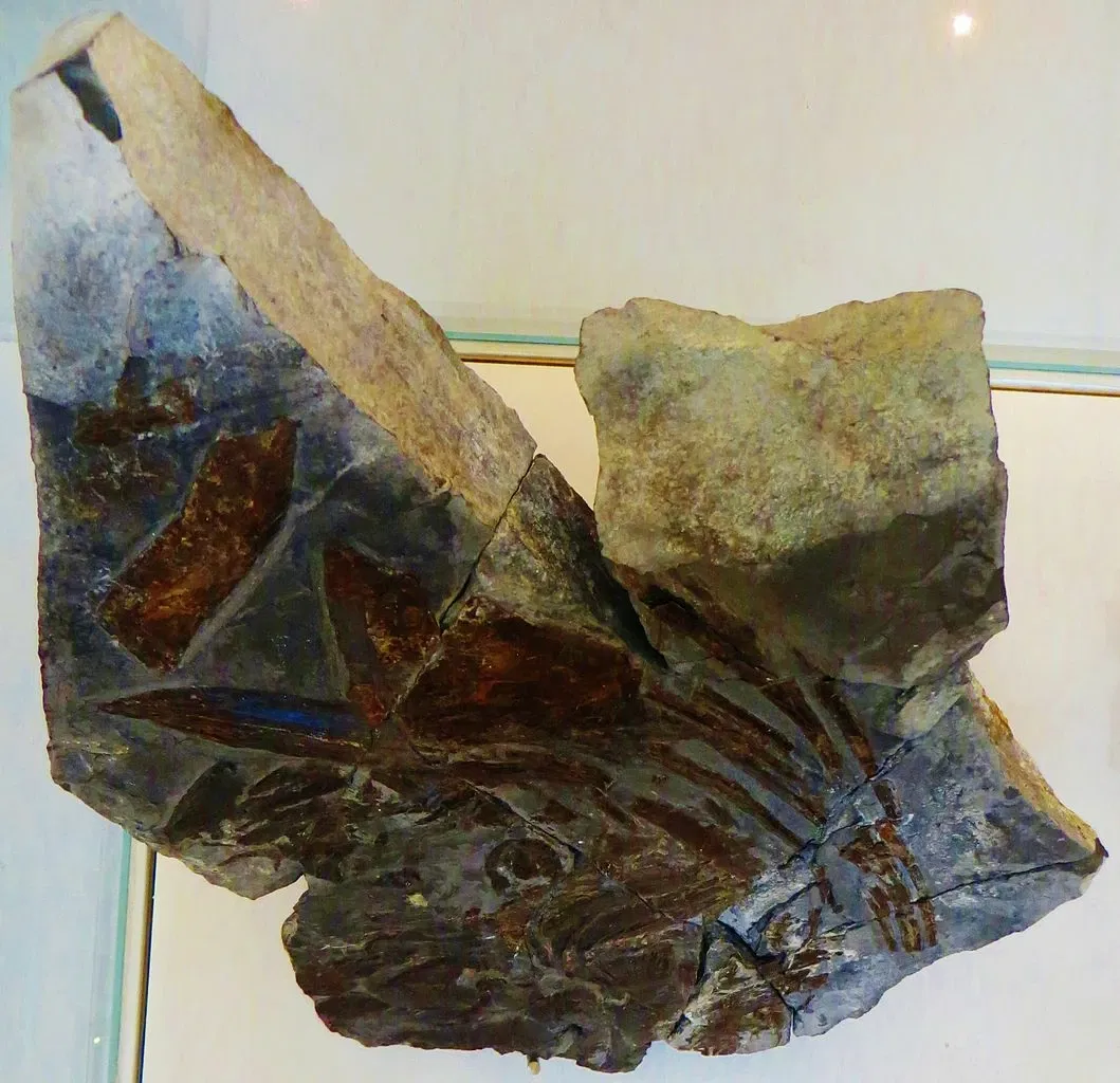 MUSE - Museo delle Scienze di Trento