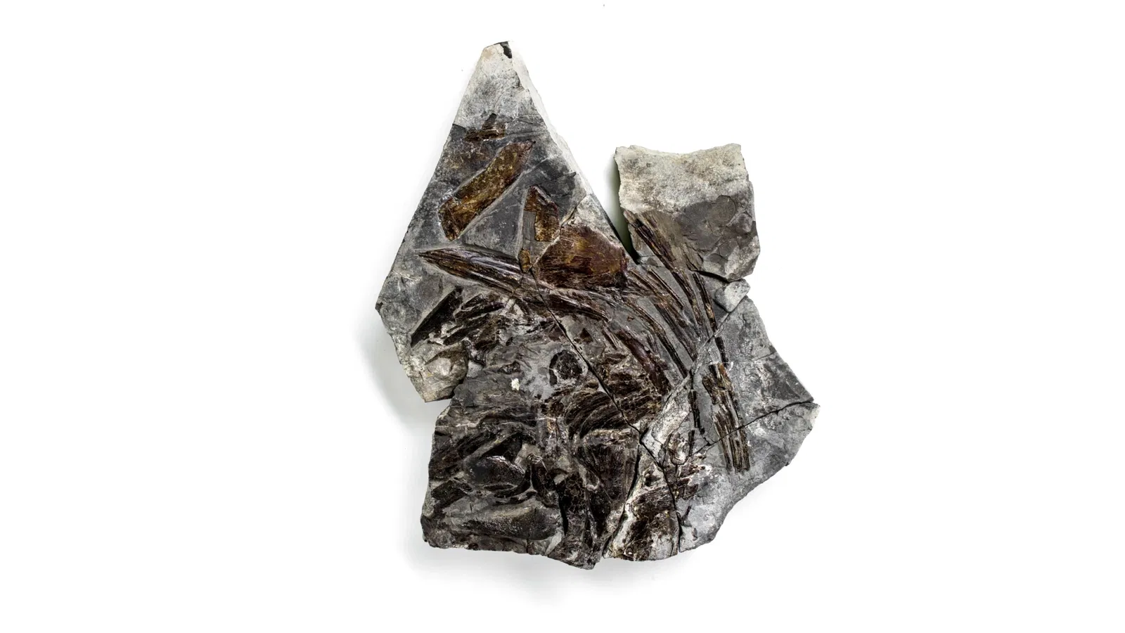 MUSE - Museo delle Scienze di Trento