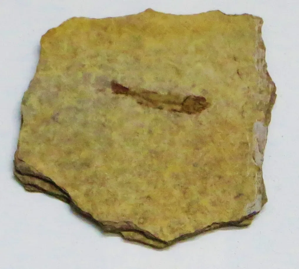 MUSE - Museo delle Scienze di Trento