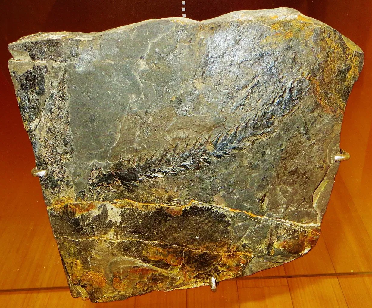 MUSE - Museo delle Scienze di Trento