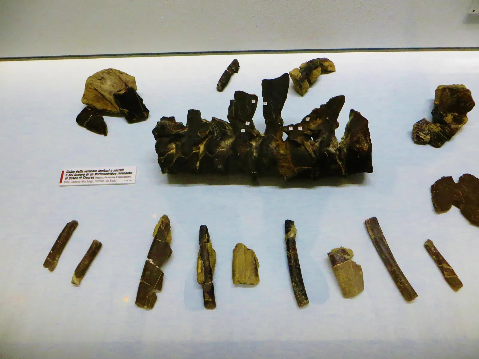 MUSE - Museo delle Scienze di Trento