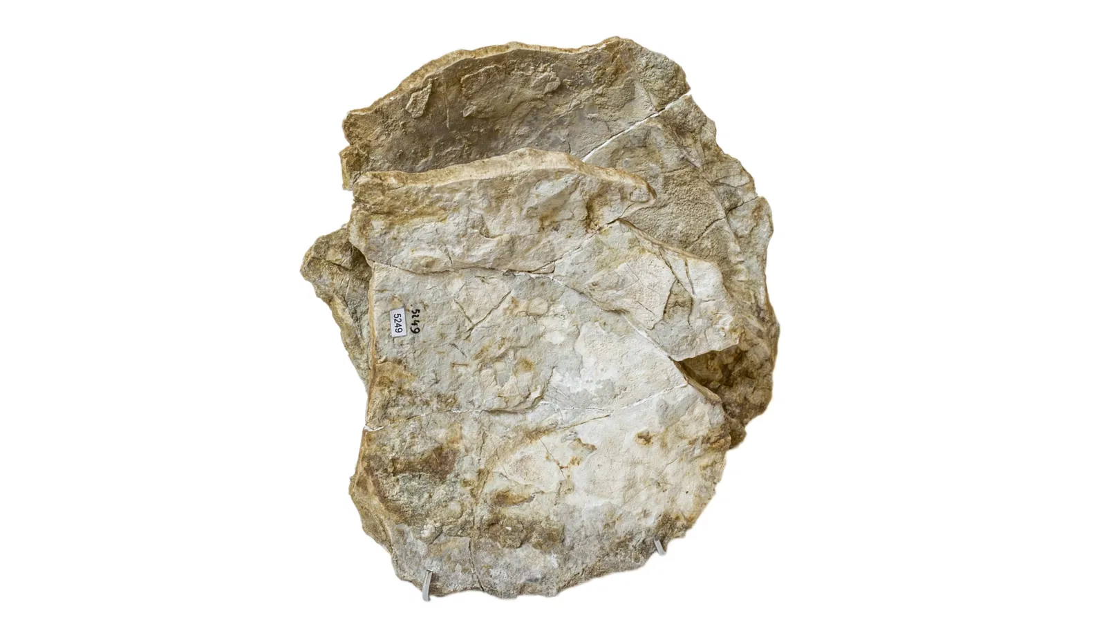 MUSE - Museo delle Scienze di Trento