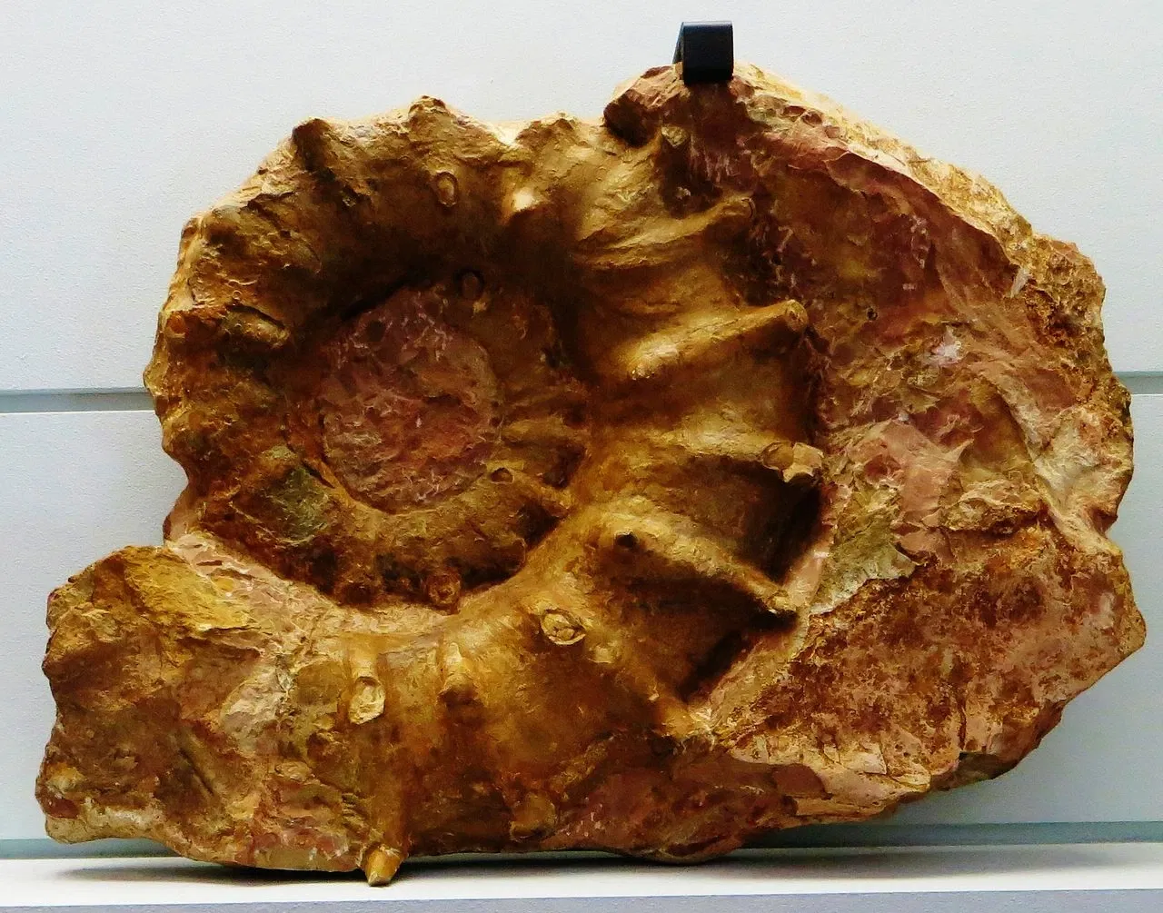 MUSE - Museo delle Scienze di Trento