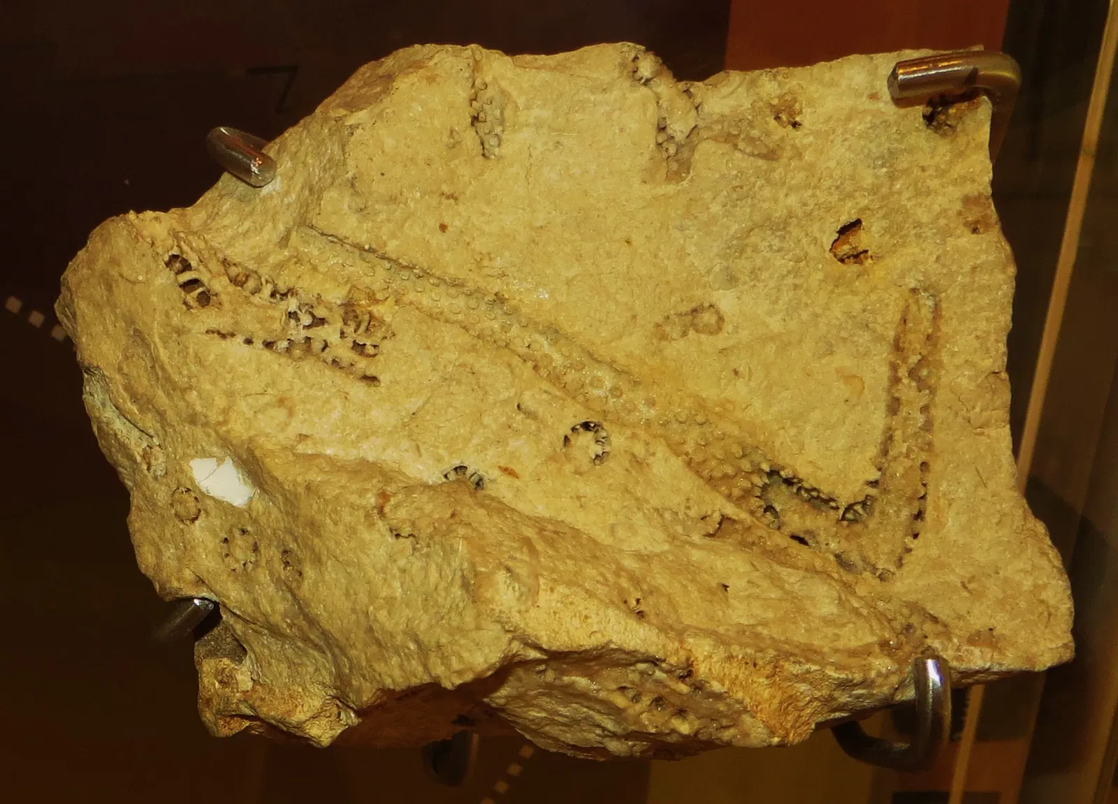 MUSE - Museo delle Scienze di Trento