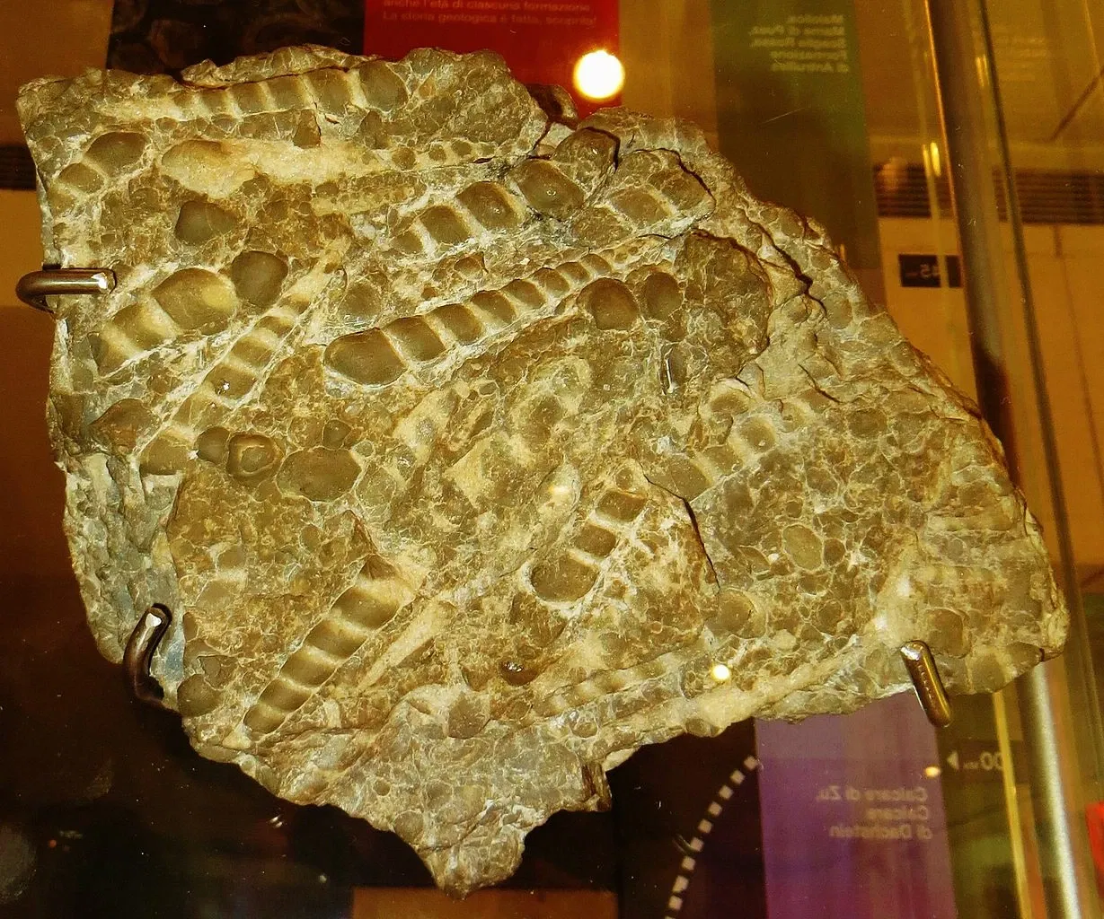 MUSE - Museo delle Scienze di Trento