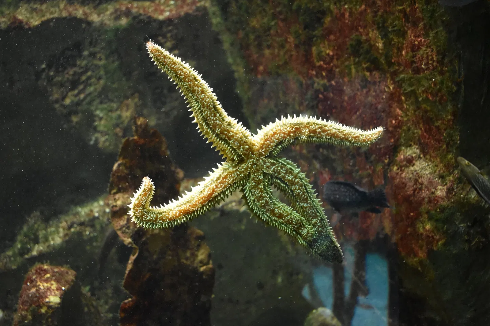 Gran acuario de Saint-Malo