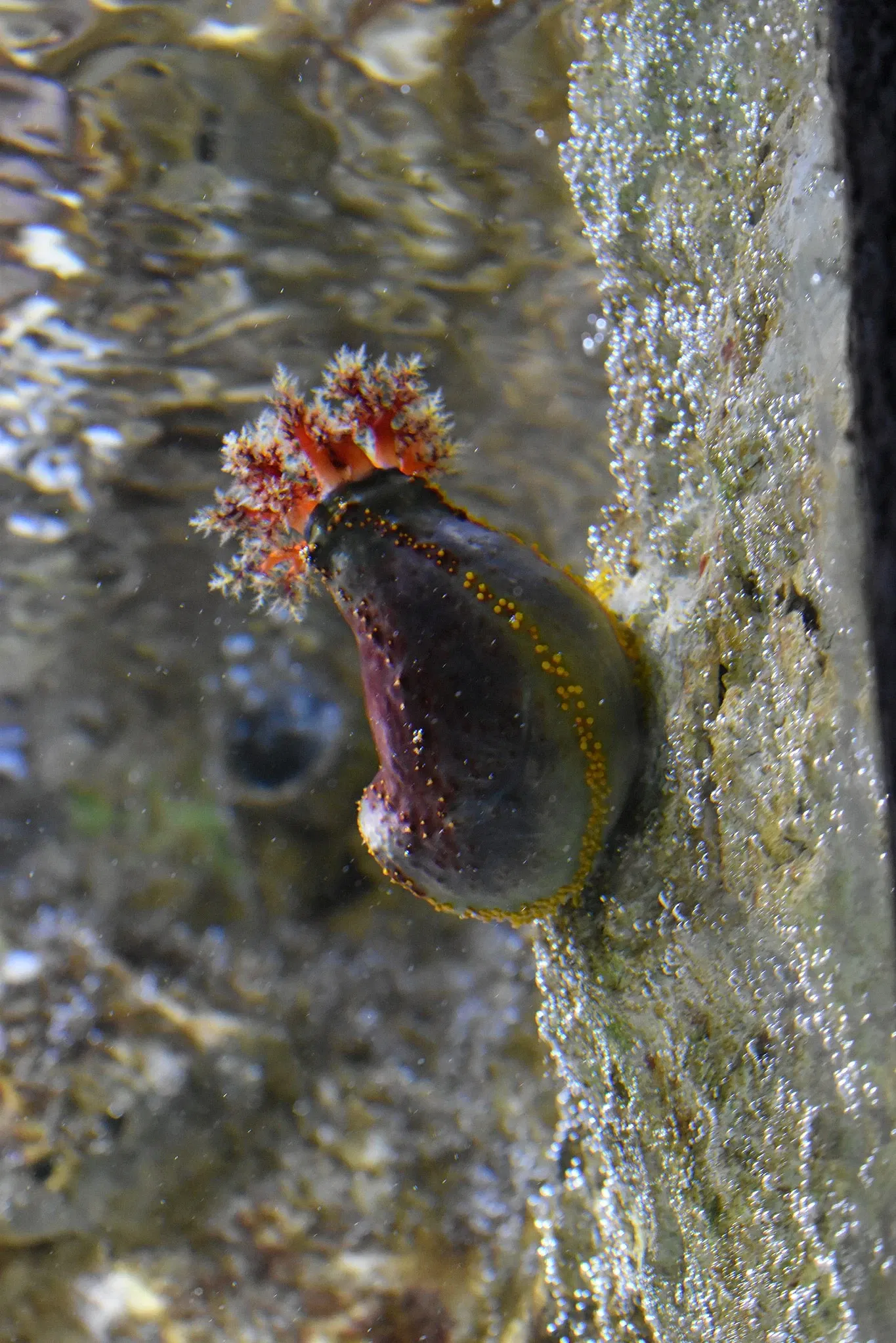Gran acuario de Saint-Malo
